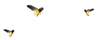 Bees Left
