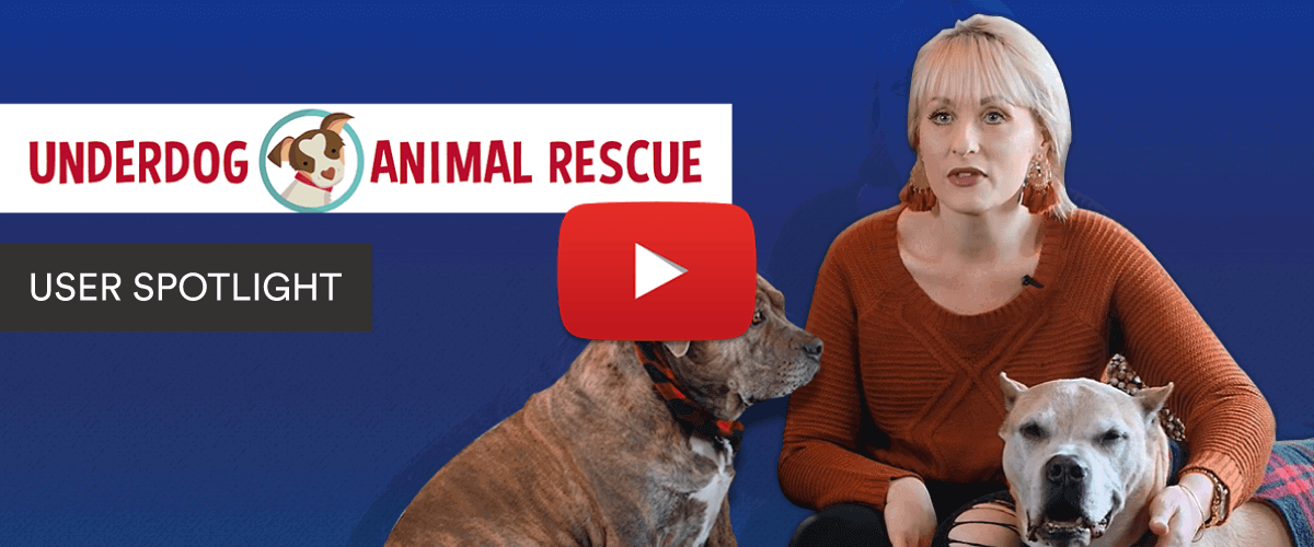 How an animal rescue connects people with dogs
