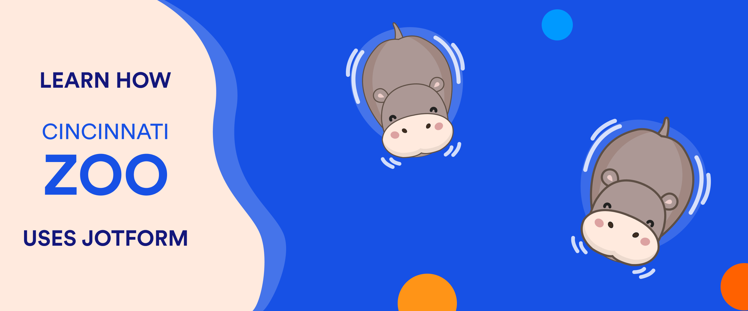 How a celebrity hippo got its name with Jotform