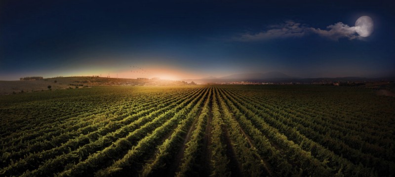 How to spot a good wine and a good startup: the power of storytelling Image-1