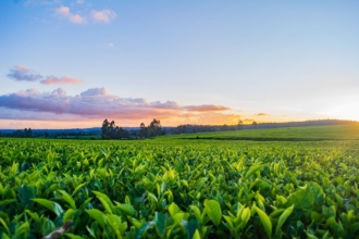4 agricultural marketing problems that farmers face