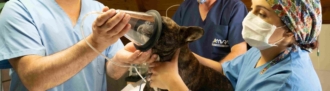 Does HIPAA apply to animals?
