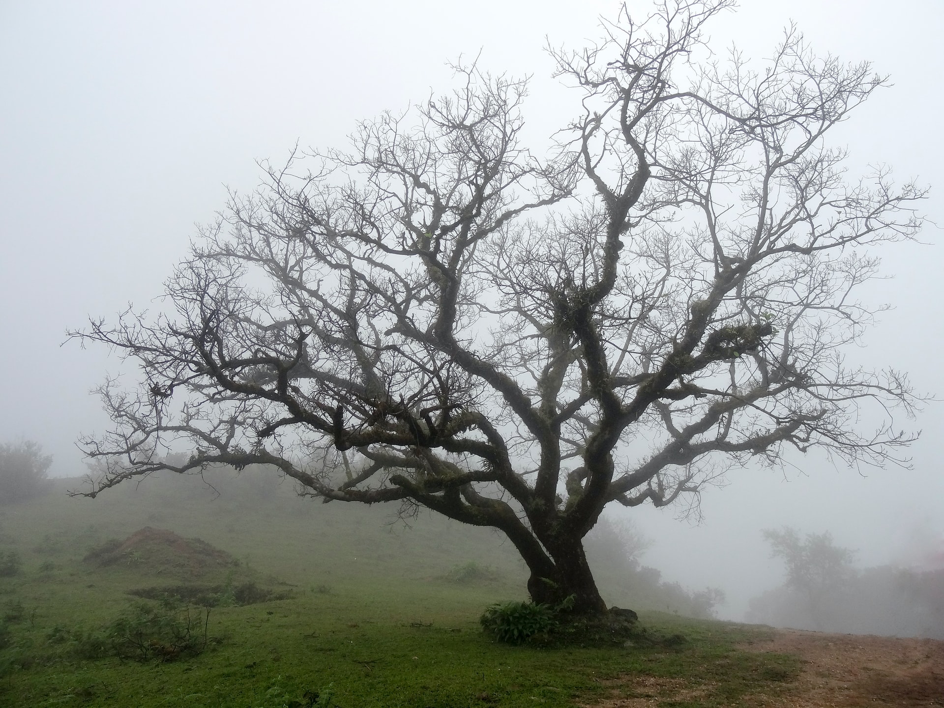 50 Beautiful Examples of Tree Photography Image-17