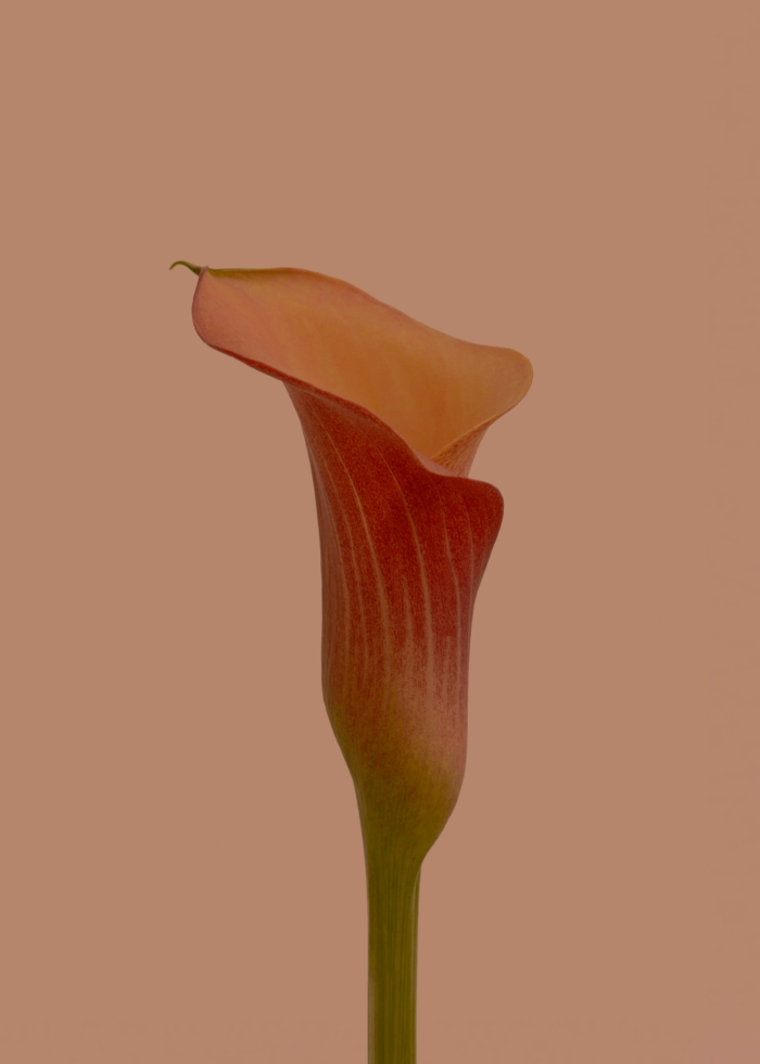 50 Beautiful Examples of Flower Photography Image-18