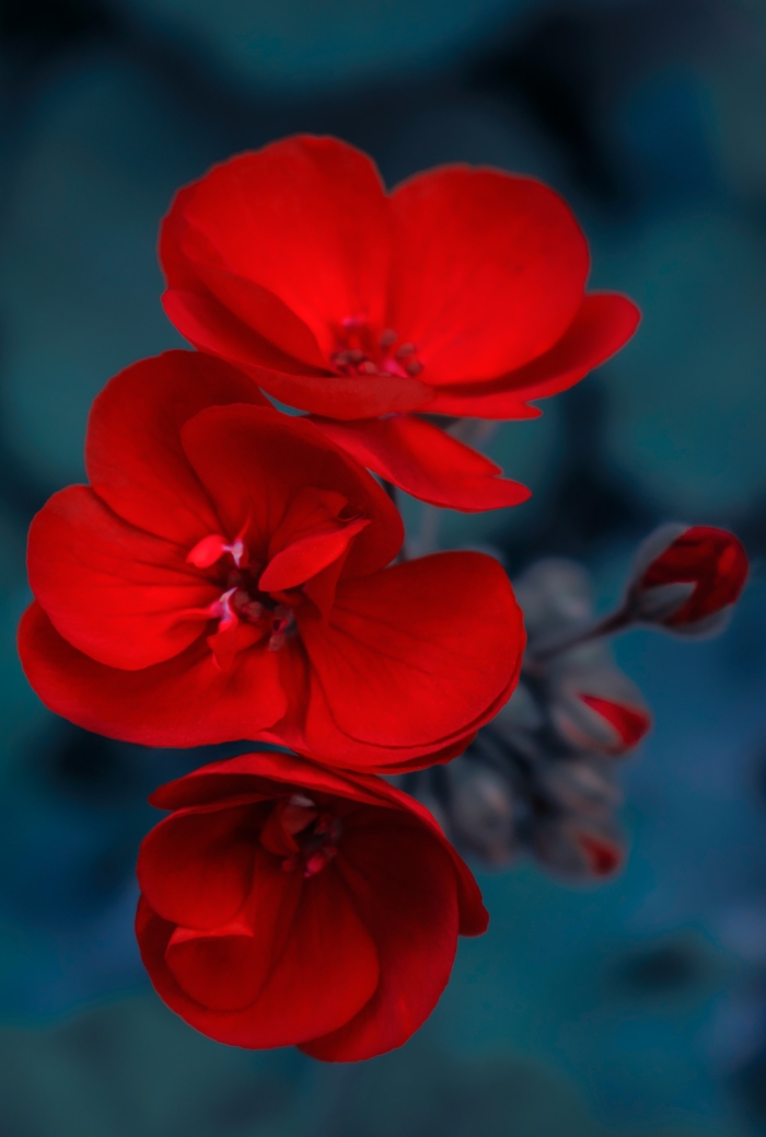 50 Beautiful Examples of Flower Photography Image-34