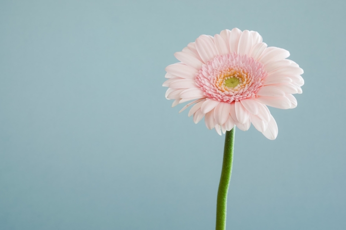 50 Beautiful Examples of Flower Photography Image-3