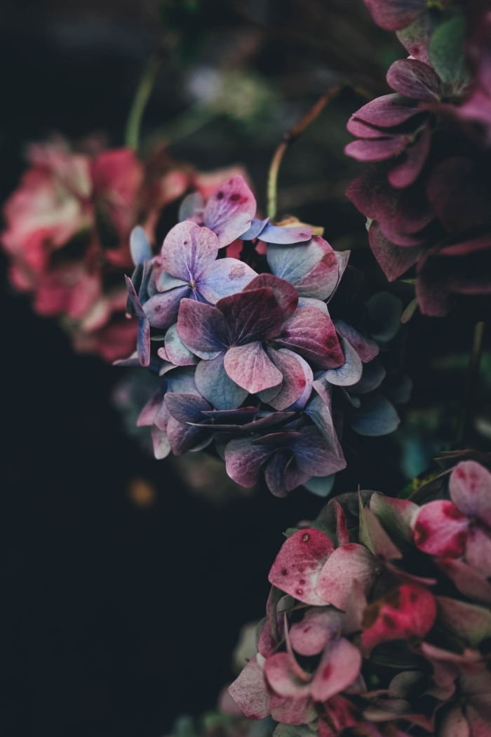 50 Beautiful Examples of Flower Photography Image-8