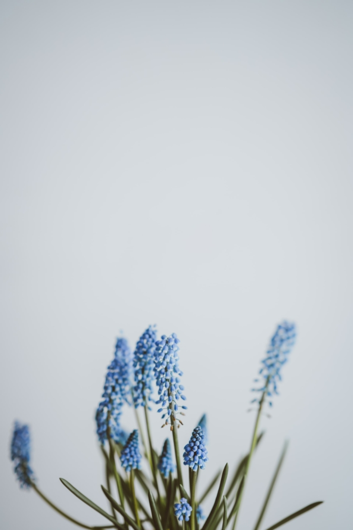 50 Beautiful Examples of Flower Photography Image-26