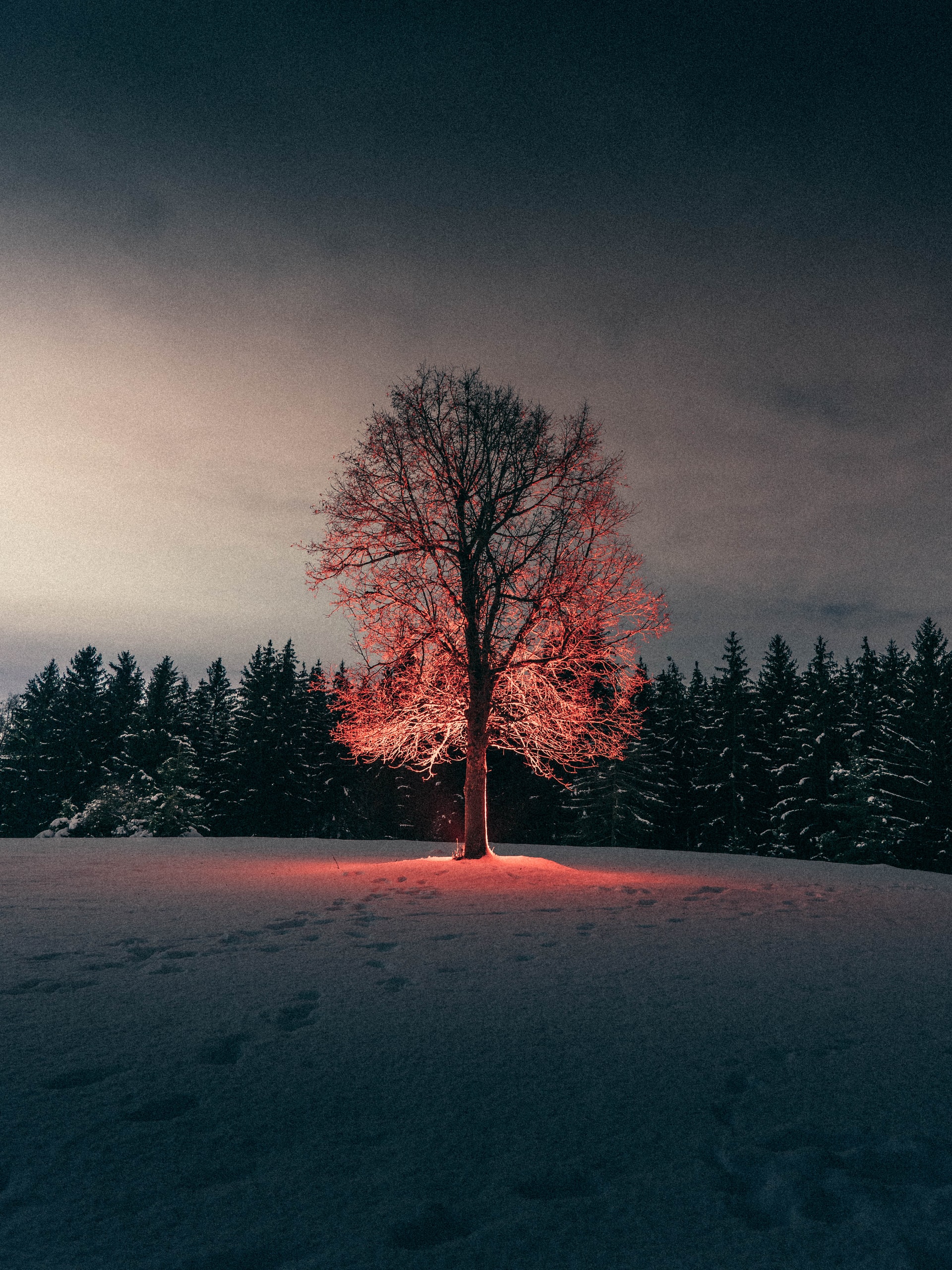 50 Beautiful Examples of Tree Photography Image-29