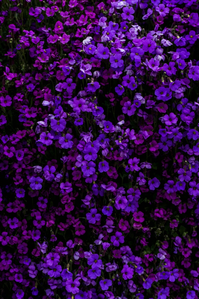 50 Beautiful Examples of Flower Photography Image-10
