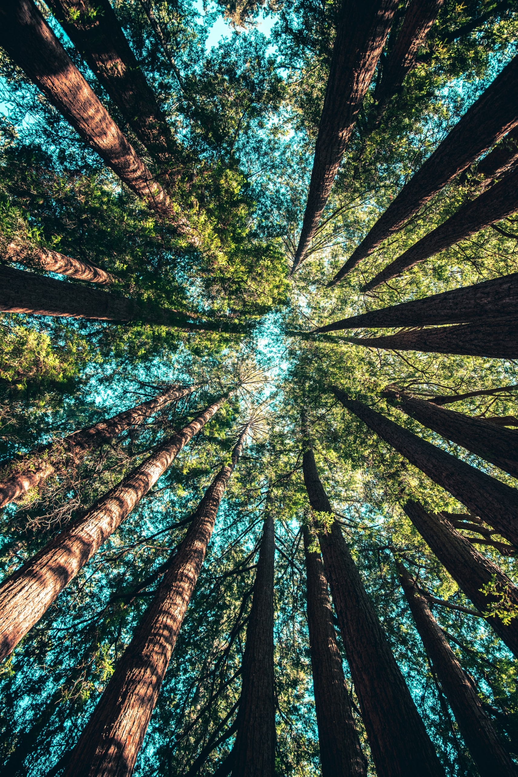 50 Beautiful Examples of Tree Photography Image-24