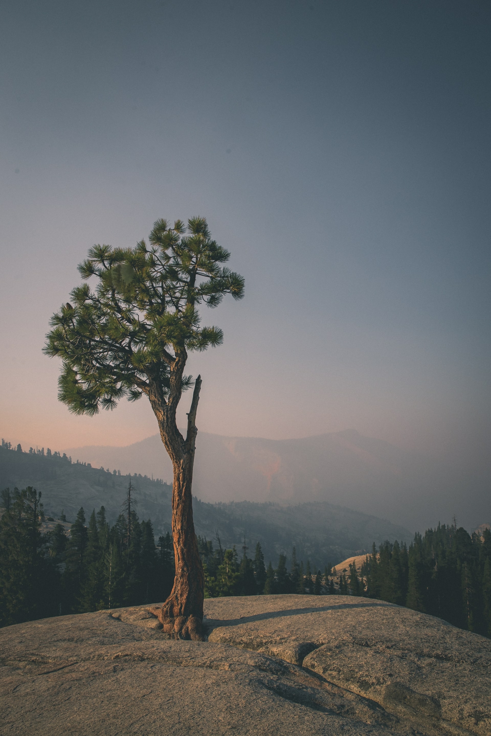 50 Beautiful Examples of Tree Photography Image-19