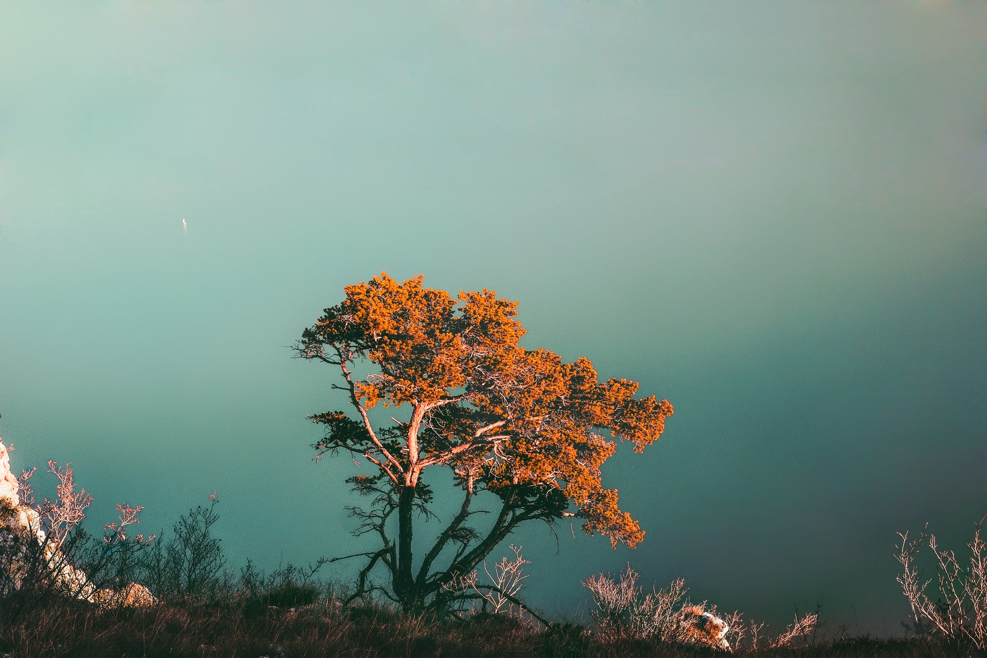 50 Beautiful Examples of Tree Photography Image-16
