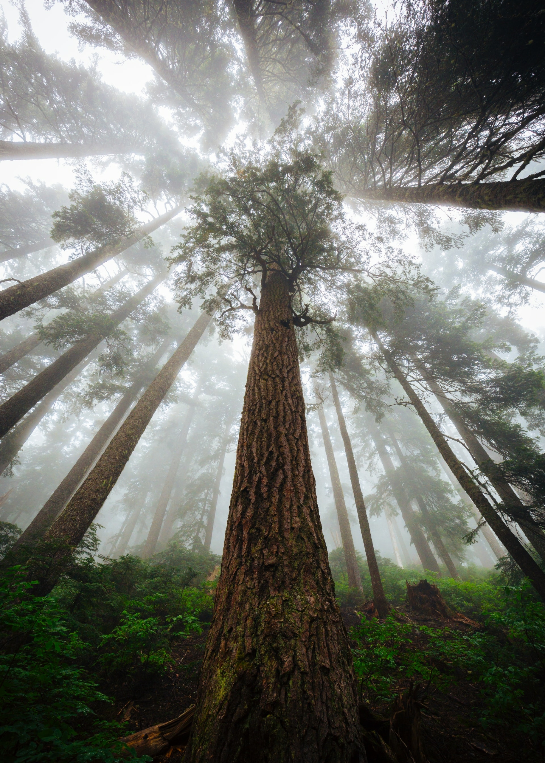 50 Beautiful Examples of Tree Photography Image-38