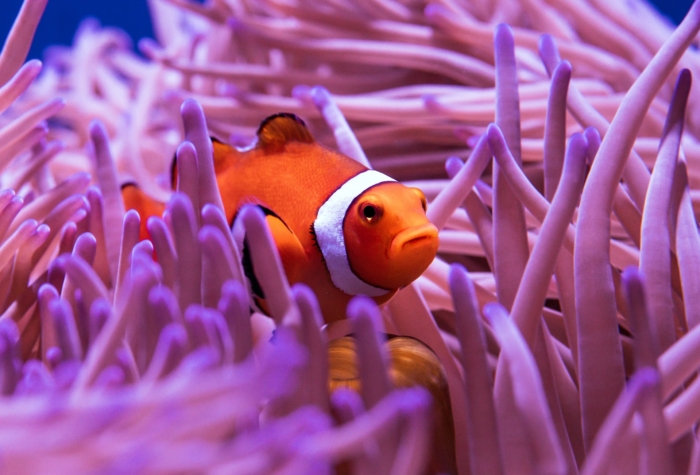 40 Beautiful And Amazing Aquatic Life Photos Image-7