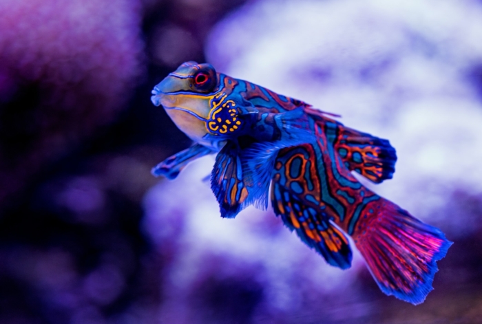 40 Beautiful And Amazing Aquatic Life Photos Image-32