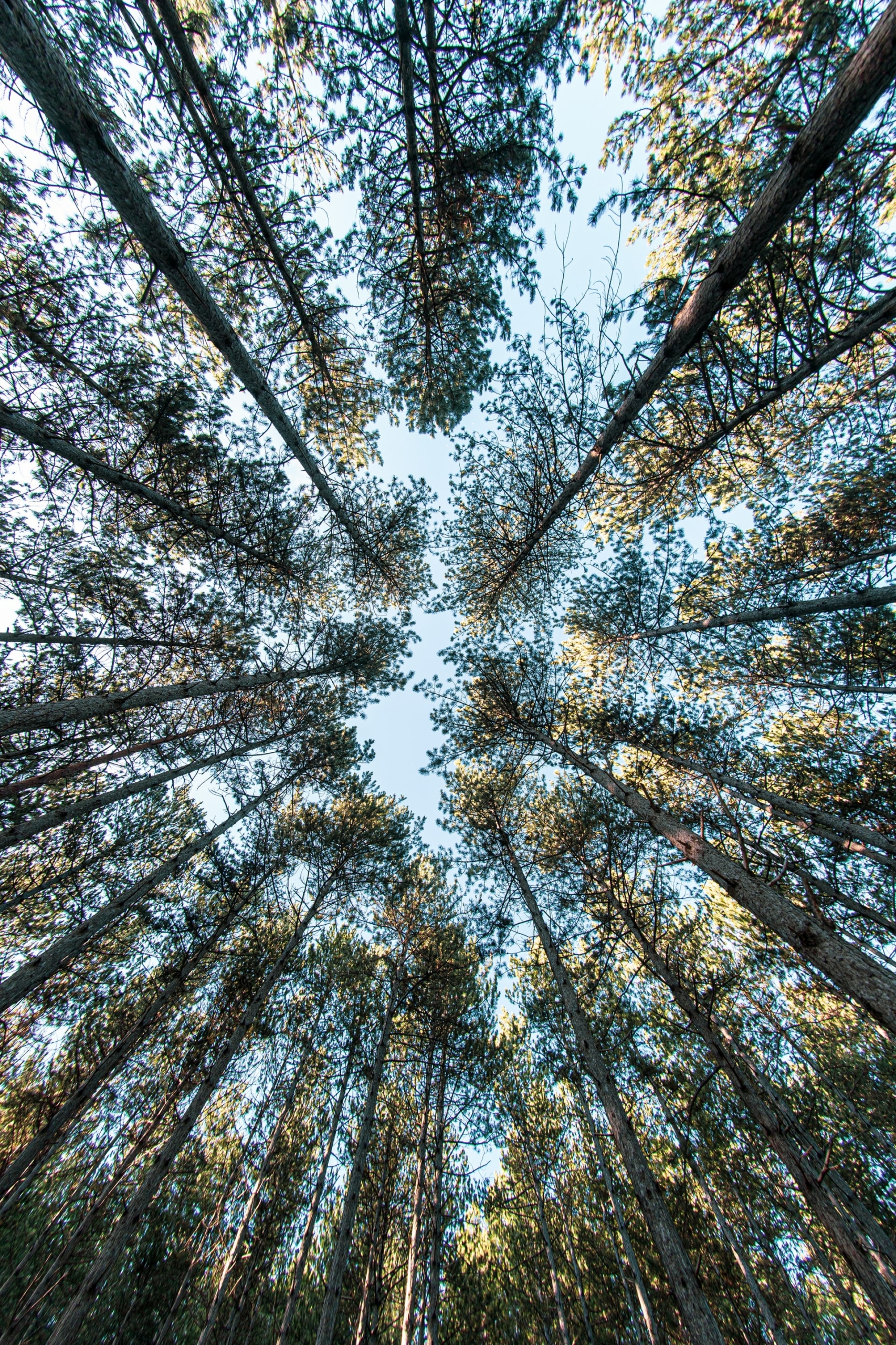 50 Beautiful Examples of Tree Photography Image-15
