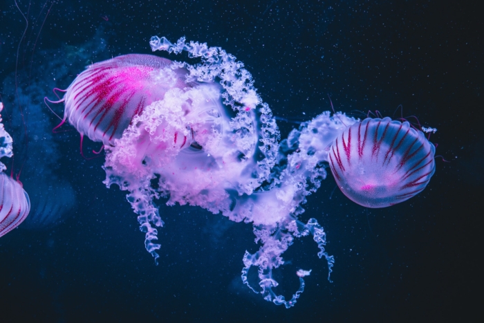 40 Beautiful And Amazing Aquatic Life Photos Image-20