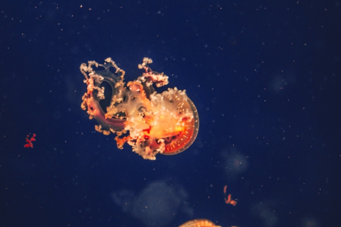 40 Beautiful And Amazing Aquatic Life Photos Image-18