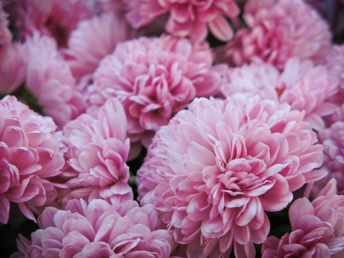 50 Beautiful Examples of Flower Photography Image-45
