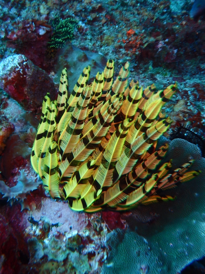 40 Beautiful And Amazing Aquatic Life Photos Image-15