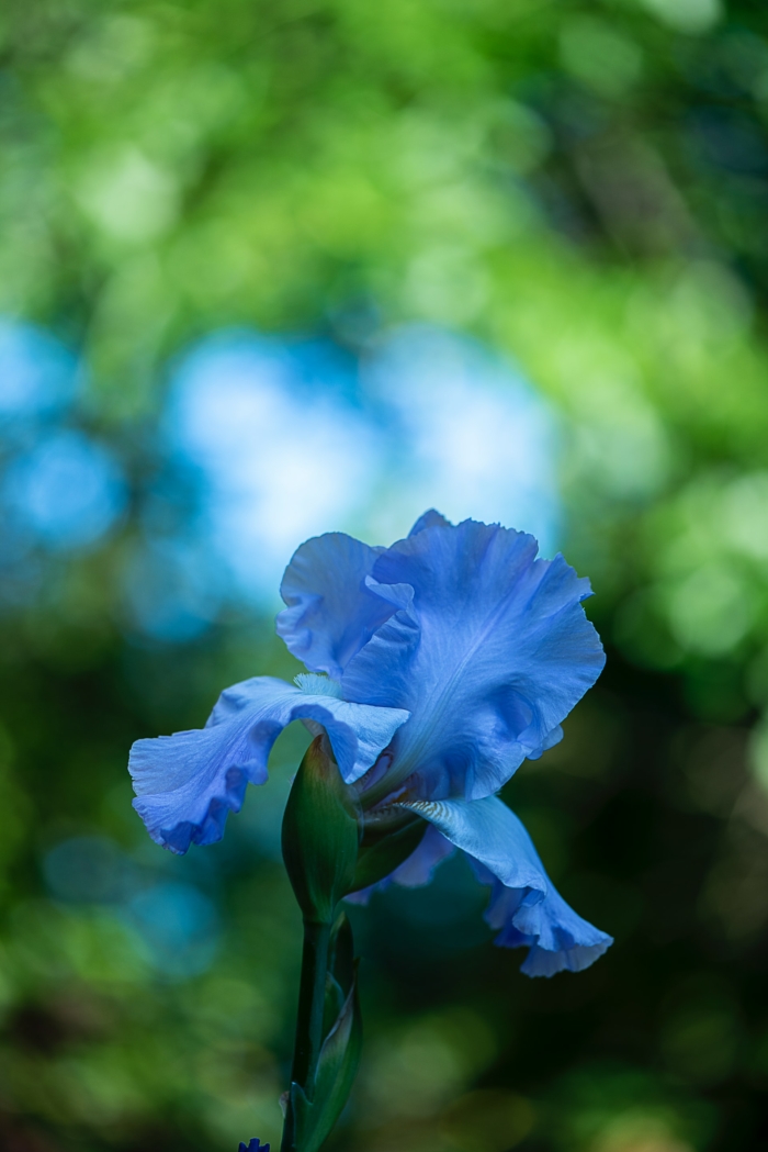 50 Beautiful Examples of Flower Photography Image-15