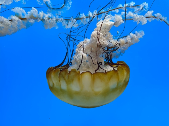40 Beautiful And Amazing Aquatic Life Photos Image-26