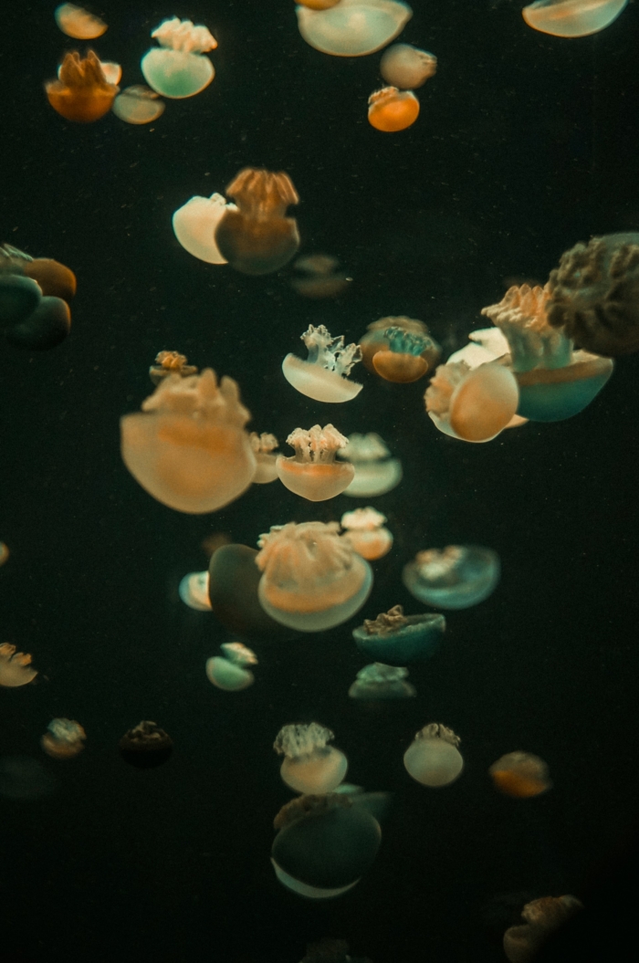 40 Beautiful And Amazing Aquatic Life Photos Image-24