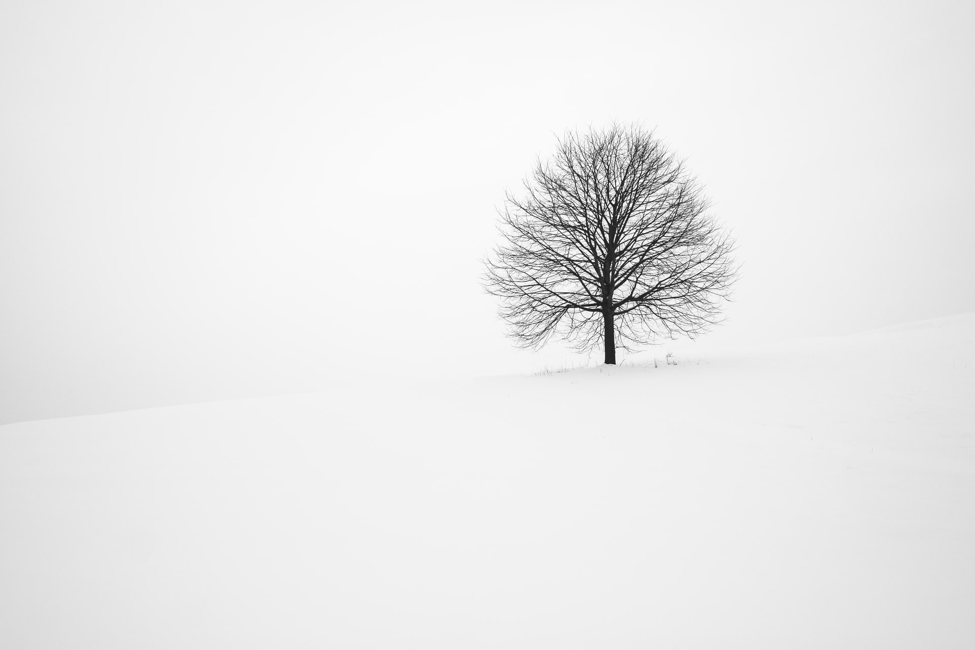 50 Beautiful Examples of Tree Photography Image-4