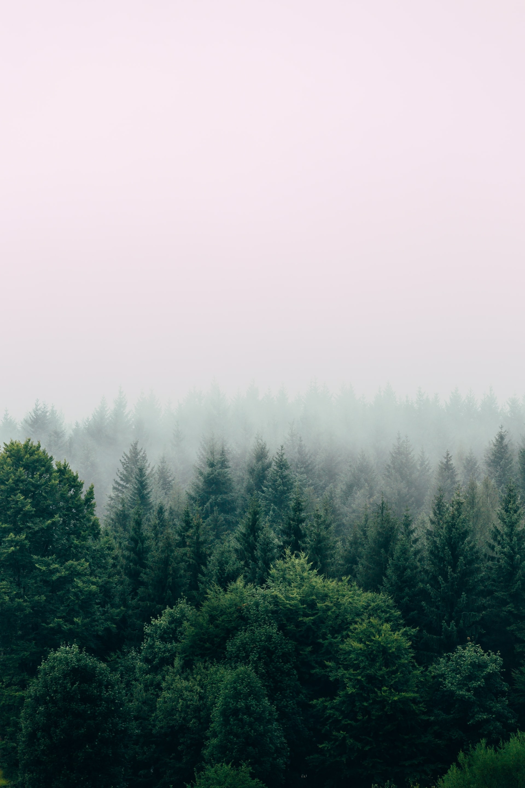 50 Beautiful Examples of Tree Photography Image-27