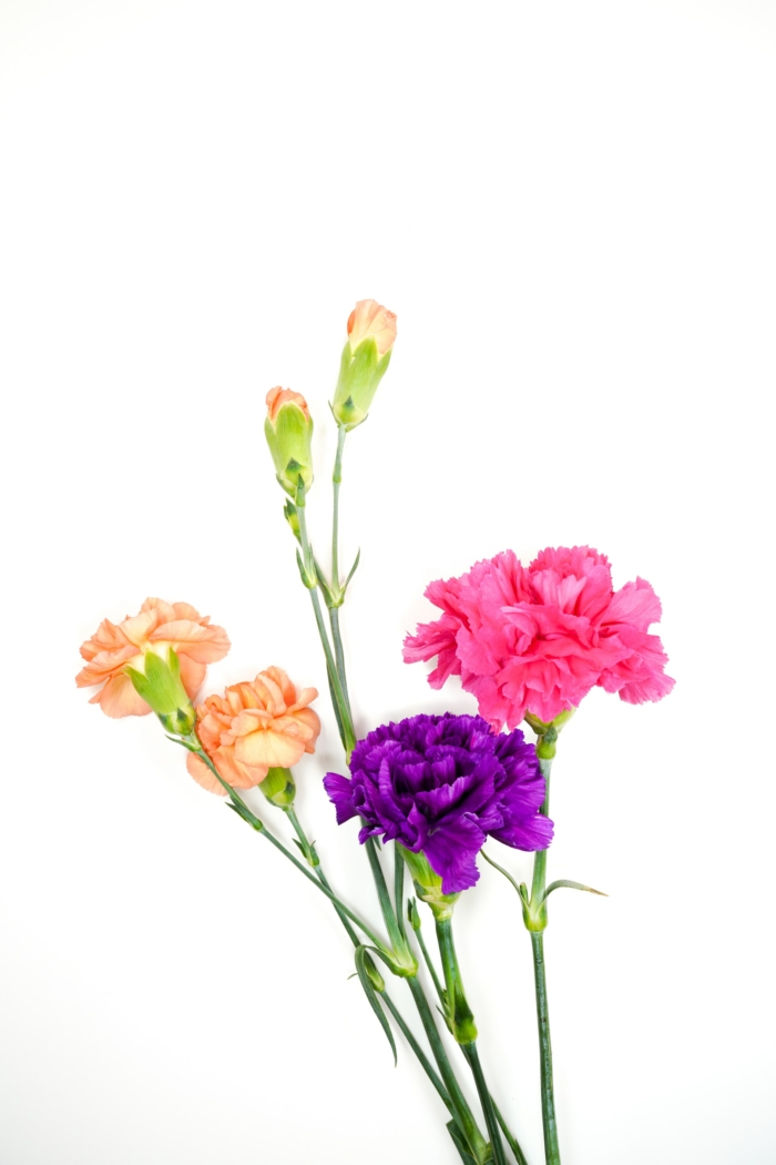 50 Beautiful Examples of Flower Photography Image-40