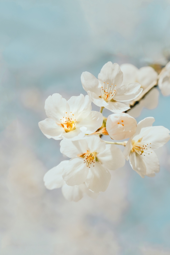 50 Beautiful Examples of Flower Photography Image-14