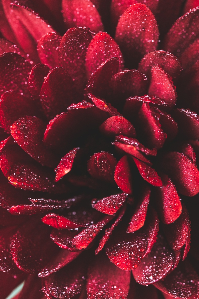 50 Beautiful Examples of Flower Photography Image-48