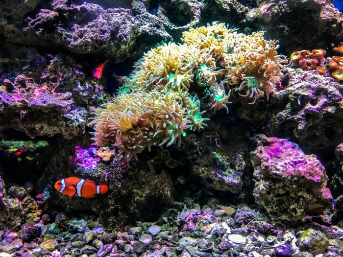 40 Beautiful And Amazing Aquatic Life Photos Image-11