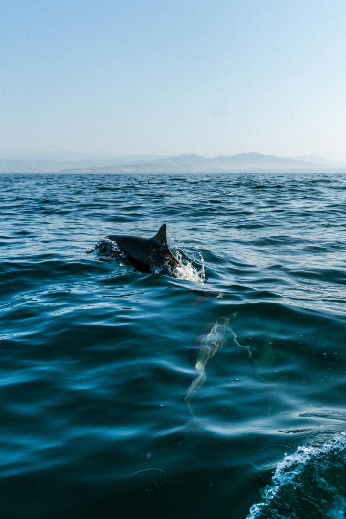 40 Beautiful And Amazing Aquatic Life Photos Image-27