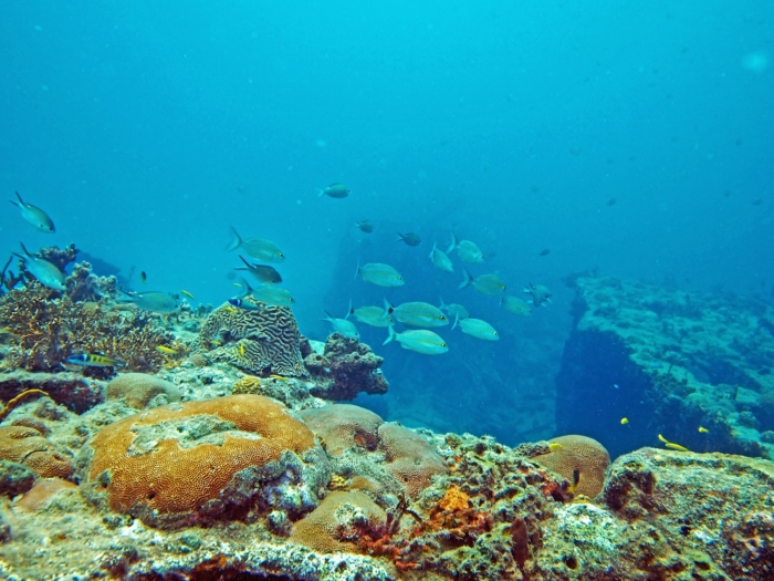 40 Beautiful And Amazing Aquatic Life Photos Image-30