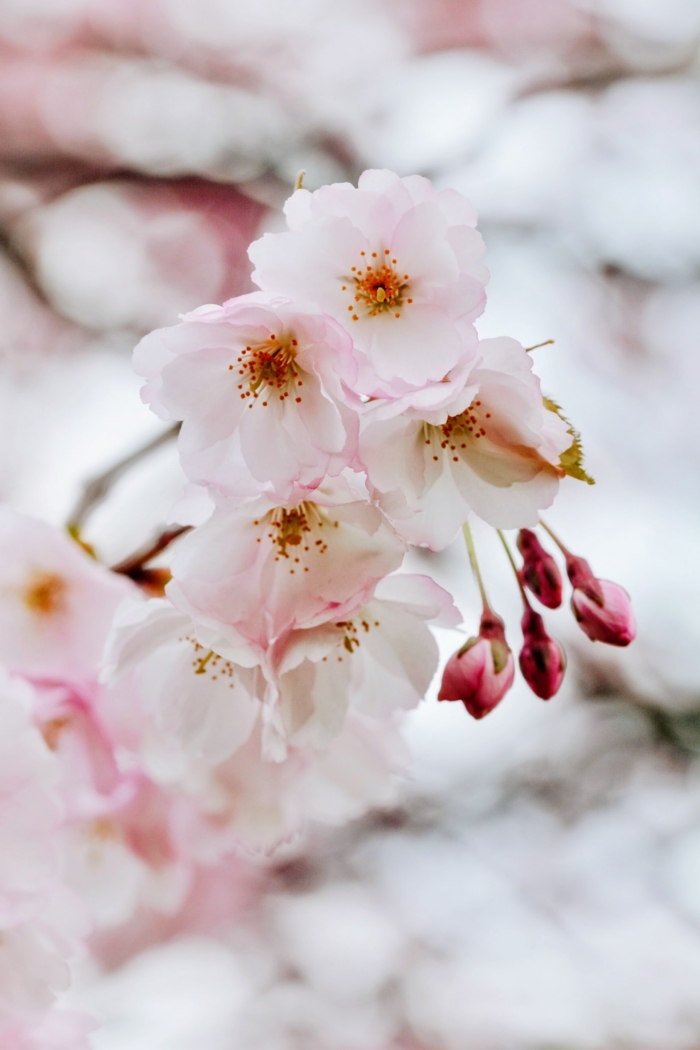50 Beautiful Examples of Flower Photography Image-20