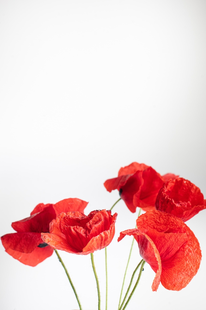 50 Beautiful Examples of Flower Photography Image-24