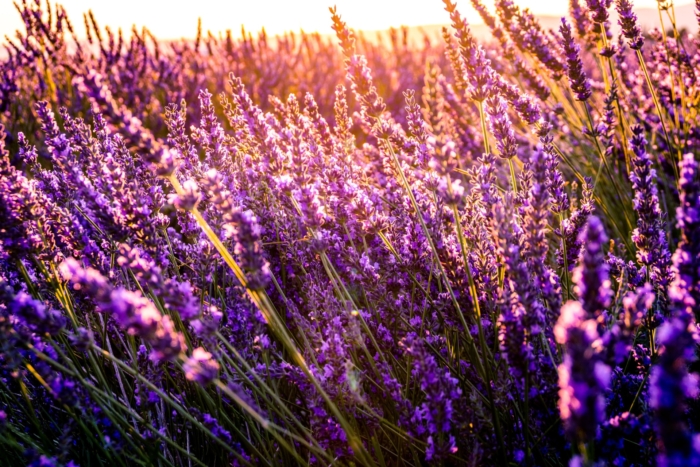 50 Beautiful Examples of Flower Photography Image-38