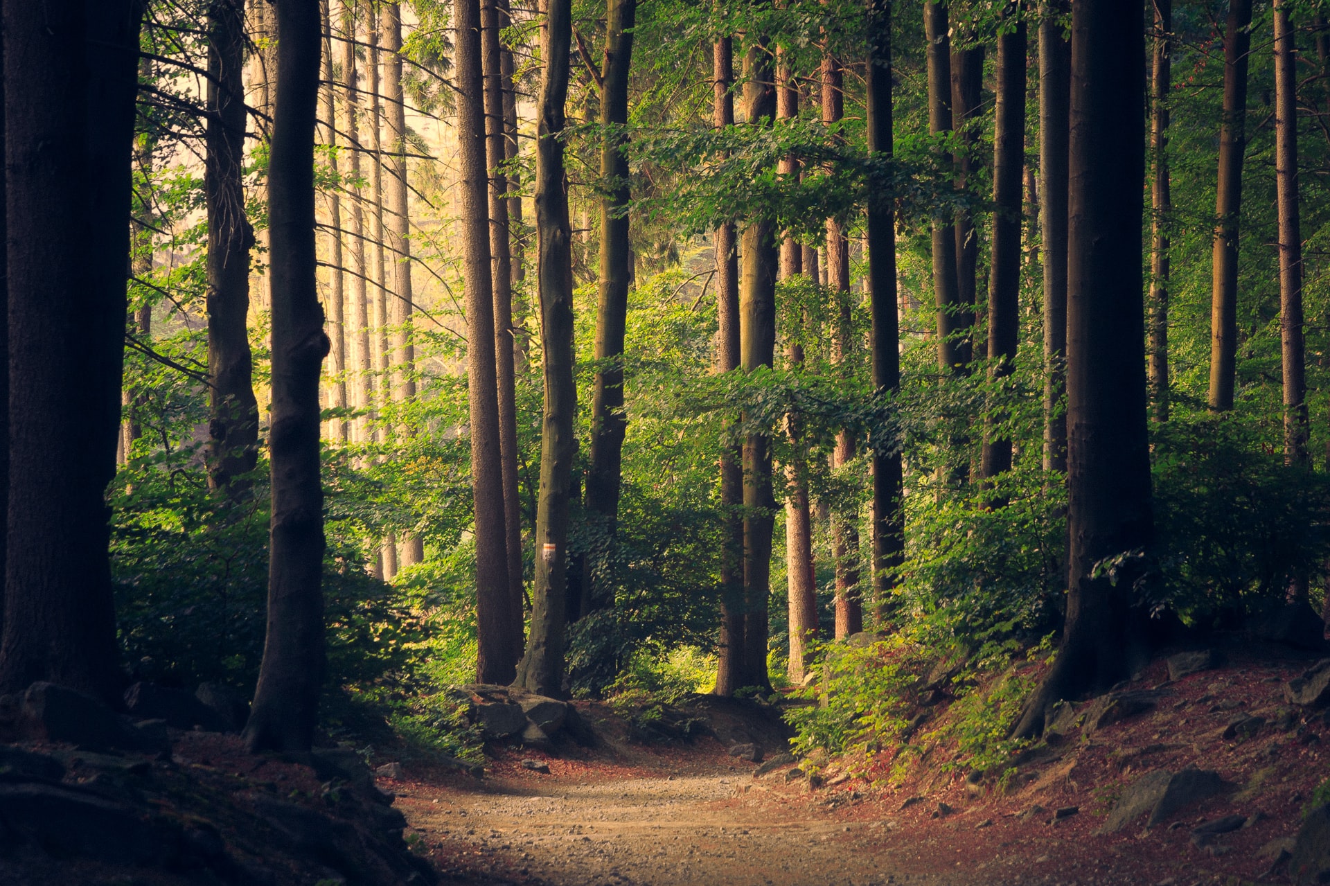 50 Beautiful Examples of Tree Photography Image-18