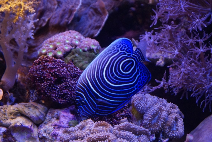 40 Beautiful And Amazing Aquatic Life Photos Image-35