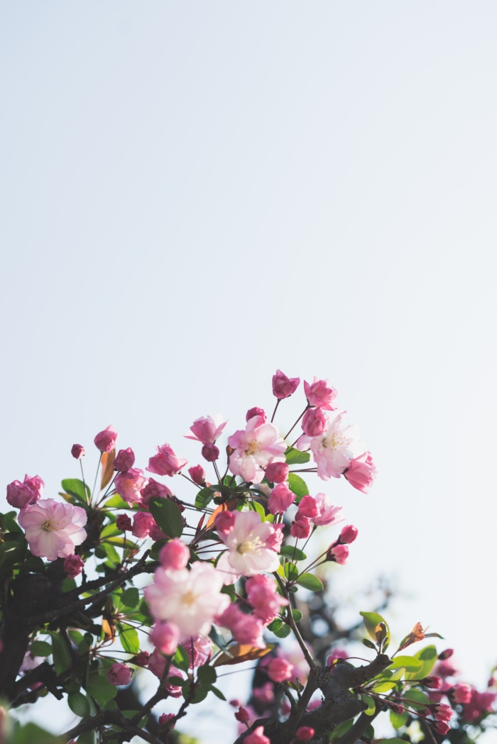 50 Beautiful Examples of Flower Photography Image-5