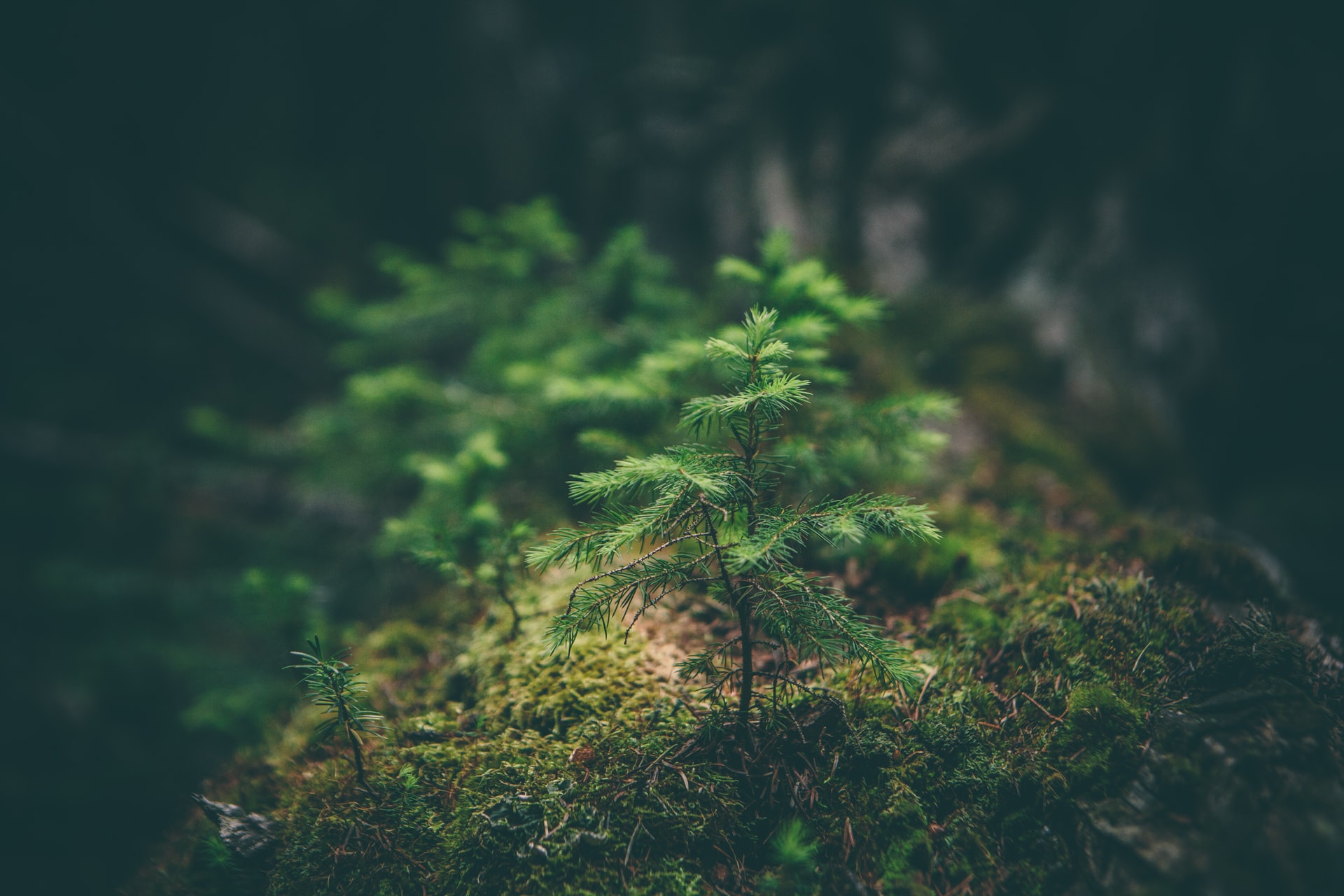 50 Beautiful Examples of Tree Photography Image-13