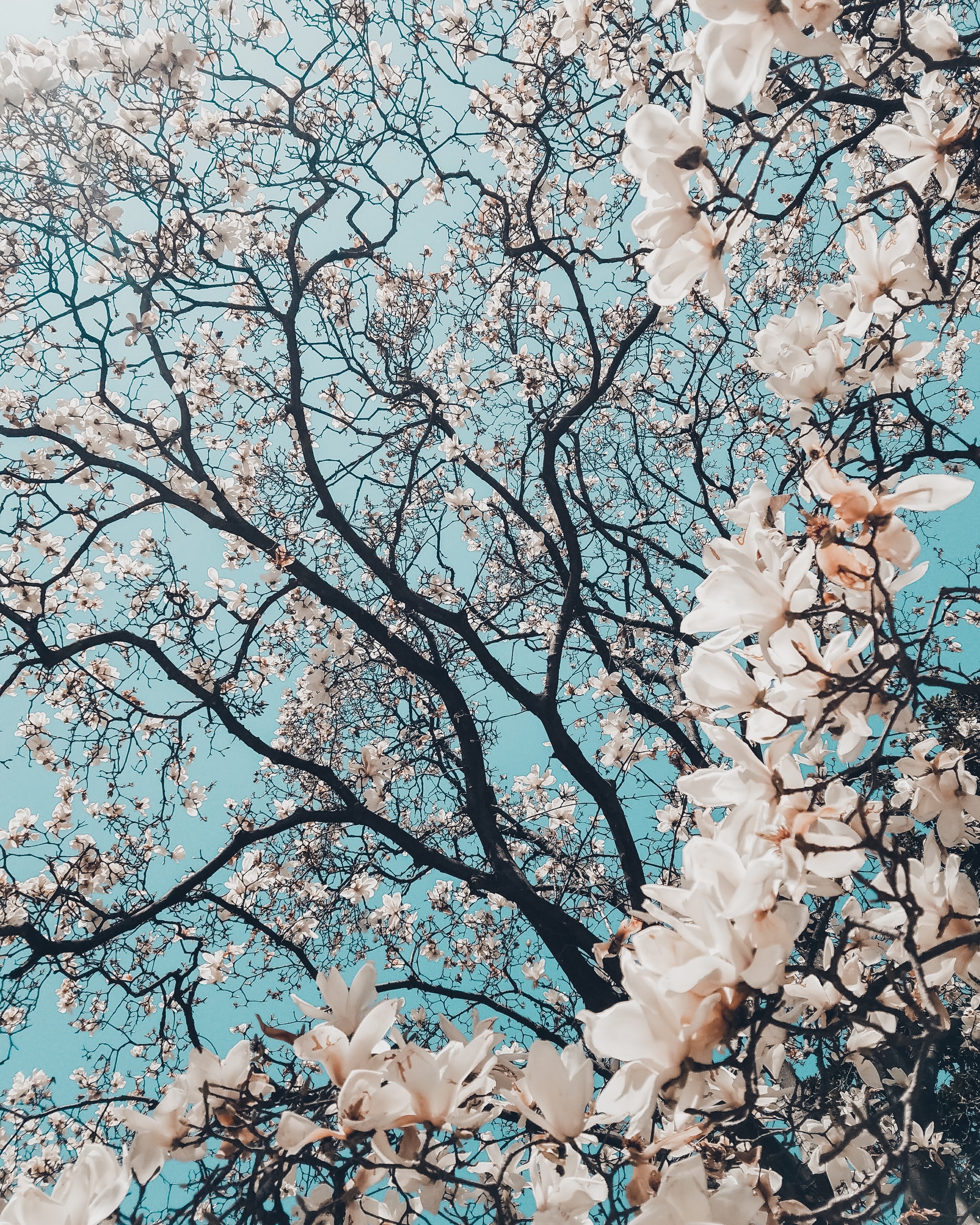 50 Beautiful Examples of Tree Photography Image-41