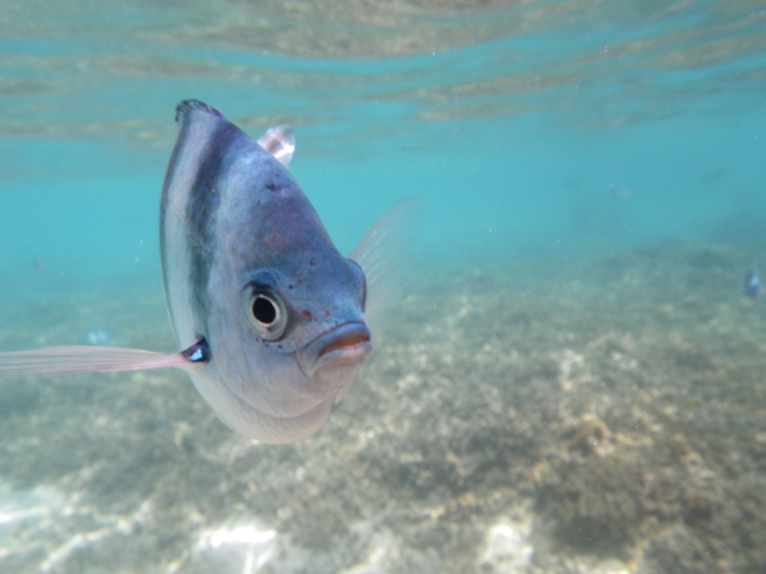 40 Beautiful And Amazing Aquatic Life Photos Image-17