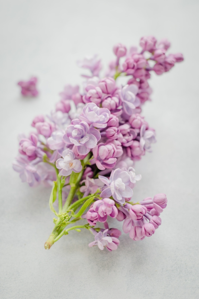 50 Beautiful Examples of Flower Photography Image-43
