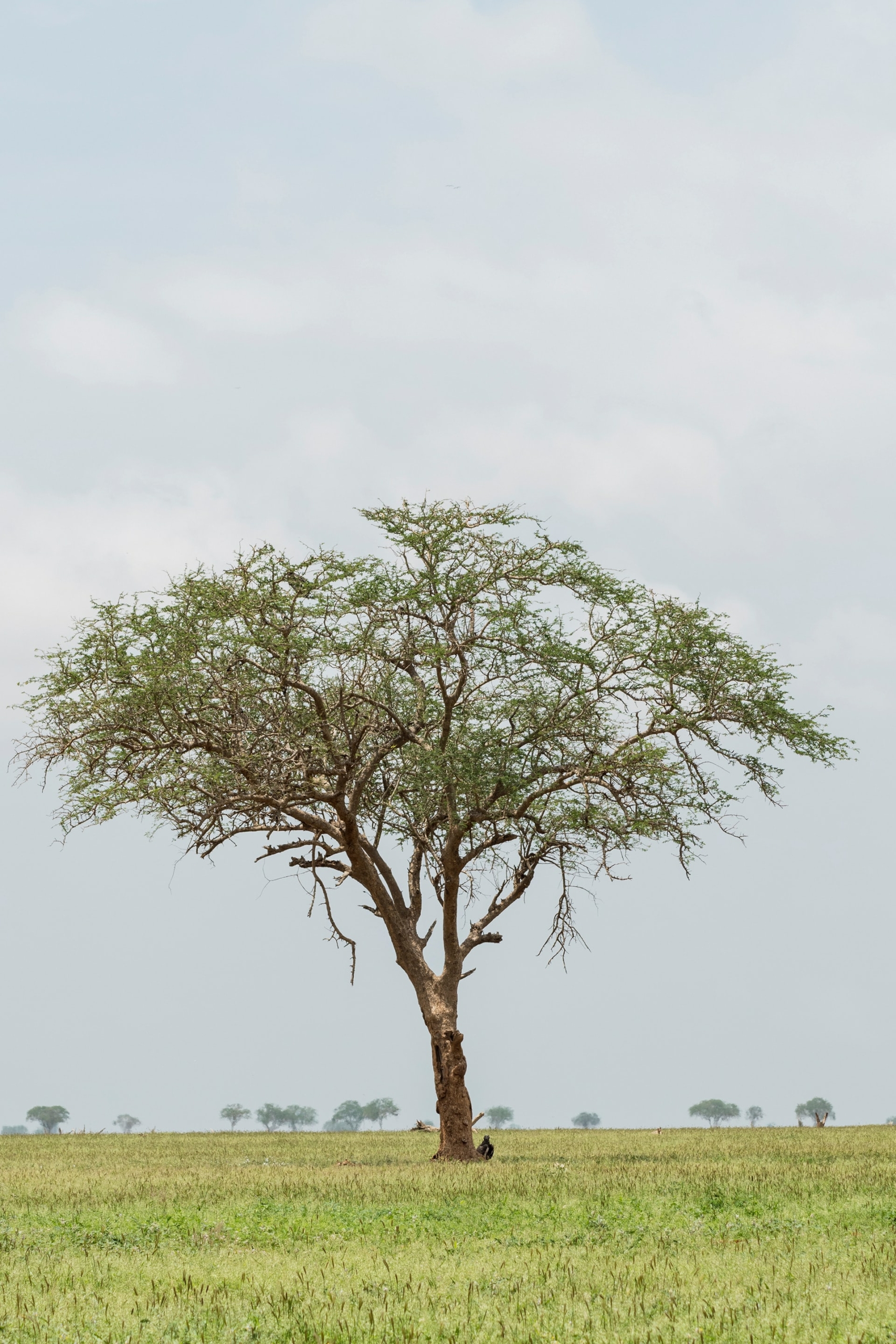 50 Beautiful Examples of Tree Photography Image-22