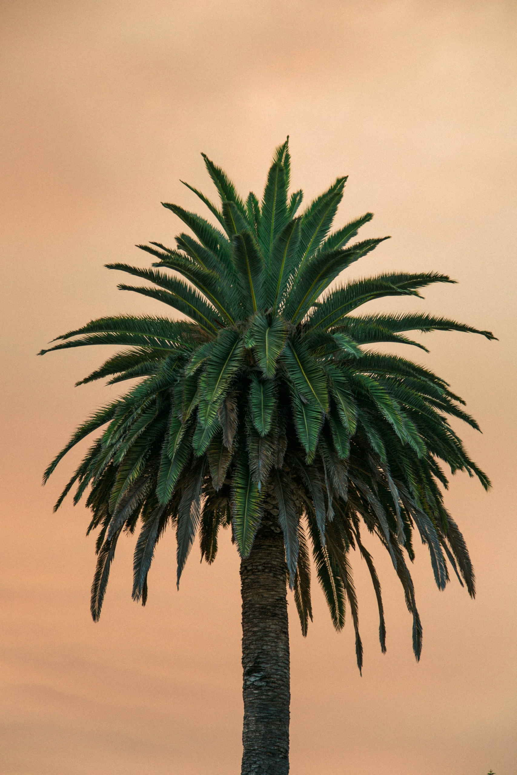 50 Beautiful Examples of Tree Photography Image-30