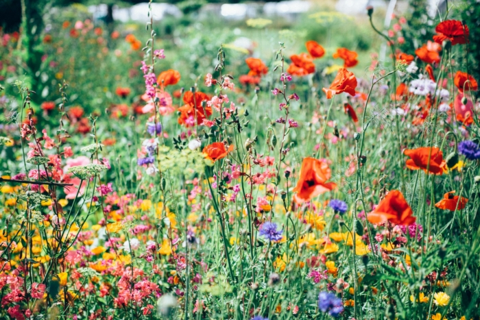 50 Beautiful Examples of Flower Photography Image-29