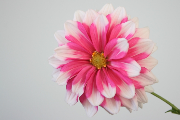 50 Beautiful Examples of Flower Photography Image-16